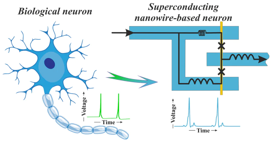 Физики создали сверхпроводниковый нейрон на основе золотых нанопроводов
